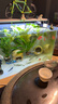 瘋狂水草魚(yú)缸造景裝飾躲避屋裝飾擺件迷你鸚鵡魚(yú)小魚(yú)繁殖屋陶罐魚(yú)窩 【組合搭配】蘑菇屋+白紋罐 曬單實(shí)拍圖