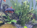 瘋狂水草魚(yú)缸水草植物直接入缸火山石魚(yú)缸造景套餐20-40cm缸源頭直發(fā)包郵a 曬單實(shí)拍圖