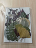 玩轉天下干花兒童diy材料包花壓花片押花草手工滴膠書(shū)簽真花植物樹(shù)葉標本 曬單實(shí)拍圖