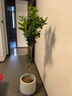 臨雅香水檸檬樹(shù)盆栽室內大型綠植物客廳陽(yáng)臺四季好養1.4m含盆源頭直發(fā) 曬單實(shí)拍圖