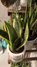 金邊虎皮蘭盆栽花卉多肉水培植物綠植室內辦公室四季常青虎尾蘭 【推薦主圖款3盆】30cm3棵虎皮蘭（早安盆） 送肥料 曬單實(shí)拍圖