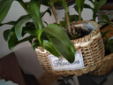藤編蝴蝶蘭花籃鮮花干花插花竹編綠植綠蘿多肉擺件收納草編花盆 草編橢圓無(wú)把盆 曬單實(shí)拍圖