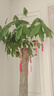 臨雅發(fā)財樹(shù)綠植物客廳盆栽大棵室內擺大型步步高招財樹(shù)辦公室喬遷開(kāi)業(yè) 獨桿發(fā)財樹(shù)1.7-1.8米+福字盆 曬單實(shí)拍圖