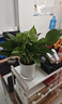 新大葉金鉆綠公主盆栽植物除甲醛綠植辦公室四季常青室內客廳擺放 【1盆】金鉆+基地原盆 含盆高度15-20厘米 曬單實(shí)拍圖
