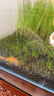 逸樂(lè )寵魚(yú)缸水草泥造景鋪底砂水族造景套餐水草種子基肥不渾水魚(yú)缸底沙 升級凈水版水草泥10斤+（基肥+種子） 曬單實(shí)拍圖