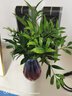 藍桂圓竹柏水培無(wú)土盆栽室內驅蚊凈化空氣綠植 10棵+藍紫鉆花瓶源頭直發(fā) 曬單實(shí)拍圖