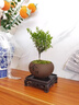 京悠雨小葉赤楠盆景金絲楠木特級老樁辦公室內花卉綠植盆栽四季桌面植物 精選3年小葉赤楠【虎頭紫沙盆】送底托+苔蘚 帶盆栽好 曬單實(shí)拍圖