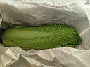 云南當季新鮮龍芽菜龍芽白菜龍牙菜苦菊清甜多汁火鍋蔬菜 帶箱5斤 曬單實(shí)拍圖