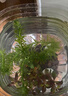 寵小俠水草植物魚(yú)缸后景真草造景生態(tài)全套擺件養魚(yú)增氧水培綠植 【好養推薦】蜈蚣草小坨1個(gè)（后景草） 曬單實(shí)拍圖