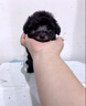 純種灰泰迪幼犬寵物小體長(cháng)不大貴賓犬茶杯犬狗狗活體 寵物級 母 曬單實(shí)拍圖