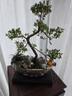靜黛軒小葉赤楠造型盆景室內綠植中式盆栽老樁客廳辦公客廳桌面四季常青 【日照金山】小葉赤楠 帶盆40-50cm高 曬單實(shí)拍圖