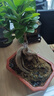 金錢(qián)榕樹(shù)盆景老樁小葉榕苗木造型盆栽人參榕室內綠植提根綠植矮莊 方盆富貴榕樹(shù)35cm左右高度 曬單實(shí)拍圖