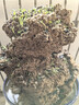 種花迷四季假山草種子 造盆景珍珠草種子 吸水石專(zhuān)用草籽上水石植物易活 幸運草+戀石草+盆景草各600粒 曬單實(shí)拍圖