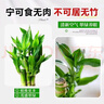 富貴竹盆栽植物室內凈化空氣綠植荷花竹辦公室桌面四季好養小盆栽 荷花竹+節節高升盆+圓底座【1盆】 盆口直徑約8cm 曬單實(shí)拍圖