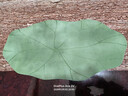 自賞新中式荷葉硅藻泥茶墊茶席瀝水墊茶桌墊茶具隔熱吸水餐墊國風(fēng)杯墊 荷葉田田-硅藻泥軟墊茶席墊 異形25*50cm【環(huán)保無(wú)味】 曬單實(shí)拍圖