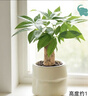 發(fā)財樹(shù)盆栽綠植室內客廳桌面凈化空氣迷你擺件懶人好養花卉植物 單桿發(fā)財樹(shù)+米色布袋樹(shù)脂吸水盆 曬單實(shí)拍圖