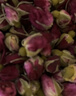 陳一凡 玫瑰花茶 新鮮無(wú)硫平陰重瓣紅玫瑰花苞女人泡水喝花草茶袋裝250g 曬單實(shí)拍圖