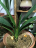 大盆君子蘭盆栽名貴國寶級花卉苗綠植物圓頭和尚室內客廳四季好養 【掌柜推薦】8-11片葉子+帶土 送肥料 曬單實(shí)拍圖