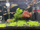 瘋狂水草魚(yú)缸造景擺件莫斯植物爬地矮珍珠日本趴地增氧高珍珠水草 （新手濃密草坪）爬地矮珍5片（約8*8cm） 曬單實(shí)拍圖