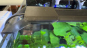 森森（SUNSUN）魚(yú)缸燈LED水草燈防水支架燈全光譜魚(yú)缸觀(guān)賞燈爆藻照明草缸燈 更薄更亮6.5W防水燈（適合41-50cm缸） 曬單實(shí)拍圖