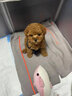 伊寵純種泰迪幼犬活體泰迪犬長(cháng)不大茶杯犬小型飛耳灰泰迪貴賓犬寵物狗 寵物級 公 曬單實(shí)拍圖
