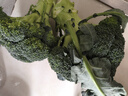 新鮮西蘭花花椰菜青花菜西藍花菜花當季時(shí)令新鮮蔬菜 新鮮青花帶箱2斤【西蘭花】 曬單實(shí)拍圖