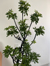 愛(ài)優(yōu)尚特級造型鴨腳木客廳大盆栽八方來(lái)財室內落地大型綠植高端源頭直發(fā) 曬單實(shí)拍圖