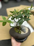 藝森園發(fā)財樹(shù)擺件福祿桐錢(qián)多多盆栽花卉植物客廳室內桌面茶幾懶人養綠植 鵝蛋盆五福發(fā)財樹(shù)[不含底托] 曬單實(shí)拍圖