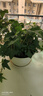常春藤盆栽室內綠植吊蘭垂吊植物陽(yáng)臺凈化甲醛四季常青好養爬藤花 精選常春藤【原土盆*2】藤長(cháng)15-30cm 曬單實(shí)拍圖