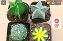 實(shí)生仙人球無(wú)刺星兜西瓜兜小南瓜鸞鳳玉五指山多肉萌肉盆栽 四兄弟 曬單實(shí)拍圖