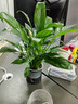 手耕田盆栽懶人好養綠植組合辦公室內水培小盆栽花卉凈化空氣植物綠蘿 特級白掌吸水盆+肥料 曬單實(shí)拍圖
