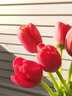 【甜美浪漫】國產(chǎn)郁金香隨機色10枝 曬單實(shí)拍圖