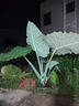 巨型象耳芋5米高大葉植物盆栽地栽庭院室內室外巨型觀(guān)葉綠植 20-23cm根直徑長(cháng)3米左右 曬單實(shí)拍圖