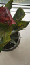 紅掌盆栽鴻運當頭綠蘿花卉植物室內花水培白掌綠植發(fā)財樹(shù)凈化空氣 特級紅掌5-8朵花[原盆] 曬單實(shí)拍圖