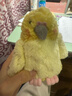 sunlemonoriginal毛絨玩具澳洲鸚鵡玩偶娃娃公仔男女生生日禮物送女朋友情人節禮物 曬單實(shí)拍圖