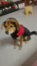 狗狗衣服秋冬保暖加厚寵物金毛拉布拉多衣服中型犬大型犬馬甲背心 撞色馬甲棉衣紅黑 XXL(胸圍54CM 建議15-20斤寵物) 曬單實(shí)拍圖