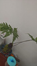 蕨類(lèi)水培植物盆栽紅磷蕨苔蘚球一葉蕨室內耐陰新中式禪意盆景綠植 精品紅磷蕨苔蘚球30-40cm【不帶盆】 送營(yíng)養液 曬單實(shí)拍圖