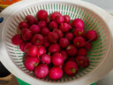 新鮮櫻桃蘿卜紅丁當季水果蘿卜生吃甜脆沙拉蔬菜直播間京東包郵 櫻桃小蘿卜 5斤凈重 曬單實(shí)拍圖