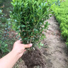 邇英閣黃楊盆景耐寒辦公室內盆栽四季常青好養客廳花卉庭院樹(shù)苗桌 黃楊盆栽35厘米高 不含盆  根部帶土球發(fā)貨  包成活 曬單實(shí)拍圖