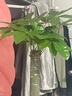 嘆為觀(guān)止大型植物發(fā)財樹(shù)各種大顆盆栽開(kāi)業(yè)喬遷客廳辦公室內好養大型花卉 單桿發(fā)財樹(shù)【1.4-1.5米】 含盆 曬單實(shí)拍圖