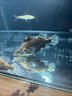 LZJV大鱖魚(yú)苗淡水養殖食用桂花斑鱖特大號冷水觀(guān)賞魚(yú)鱘魚(yú)貴桂鱸魚(yú)苗 正宗鱖魚(yú)4至6厘米20條送百分之10防損 曬單實(shí)拍圖