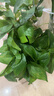 雙盟綠蘿盆栽除甲醛花卉綠植辦公室新房?jì)艋諝?80加侖4盆裝源頭直發(fā) 曬單實(shí)拍圖