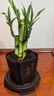 富貴竹盆栽植物室內凈化空氣綠植荷花竹辦公室桌面四季好養小盆栽 荷花竹+節節高升盆+圓底座【1盆】 盆口直徑約8cm 曬單實(shí)拍圖