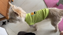 MIKI PAD狗狗衣服馬甲冬季保暖透氣可牽引寵物小型犬春秋貓衣服比熊雪納瑞 抹茶馬卡龍背心 M胸圍42cm（建議6-8.5斤） 曬單實(shí)拍圖