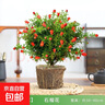 石榴花盆栽觀(guān)賞石榴樹(shù)老樁帶果室內客廳綠植四季好養易活植物花卉 6年精選大苗 曬單實(shí)拍圖