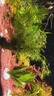 瘋狂水草魚(yú)缸底部水草造景魚(yú)缸草植物綠植水培種植環(huán)30-40缸 源頭直發(fā)包郵 曬單實(shí)拍圖