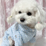 嬉皮狗（hipidog）小狗狗棋盤(pán)格小熊滿(mǎn)印四腳衣泰迪比熊小型幼犬秋冬季保暖寵物棉衣 邦迪藍 S（建議體重3-5斤） 曬單實(shí)拍圖