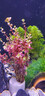 瘋狂水草魚(yú)缸造景水草水培綠植養魚(yú)水草綠菊種植環(huán)魚(yú)缸套餐d 源頭直發(fā)包郵 曬單實(shí)拍圖