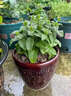 夏季驅蚊植物盆栽合集迷迭香薄荷碰碰香清香木室內外好養花卉綠植 薄荷 帶原土發(fā)貨1盆 曬單實(shí)拍圖