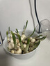漳州水仙花種球水養四季盆栽冬季開(kāi)花卉植物室內種子綠植水培好養 【中小球】水仙花5球【周長(cháng)10cm】2包營(yíng)養液 曬單實(shí)拍圖